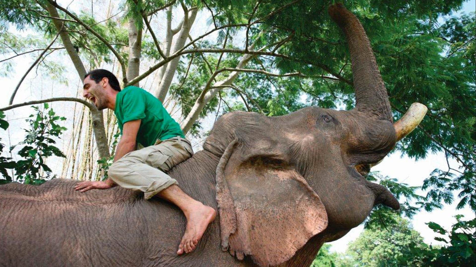 Laos, Luang Prabang: Overnight Elephant Mahout Experience and Resort - 1.5 Days | Tranquil Resort and Asian Elephant Experience