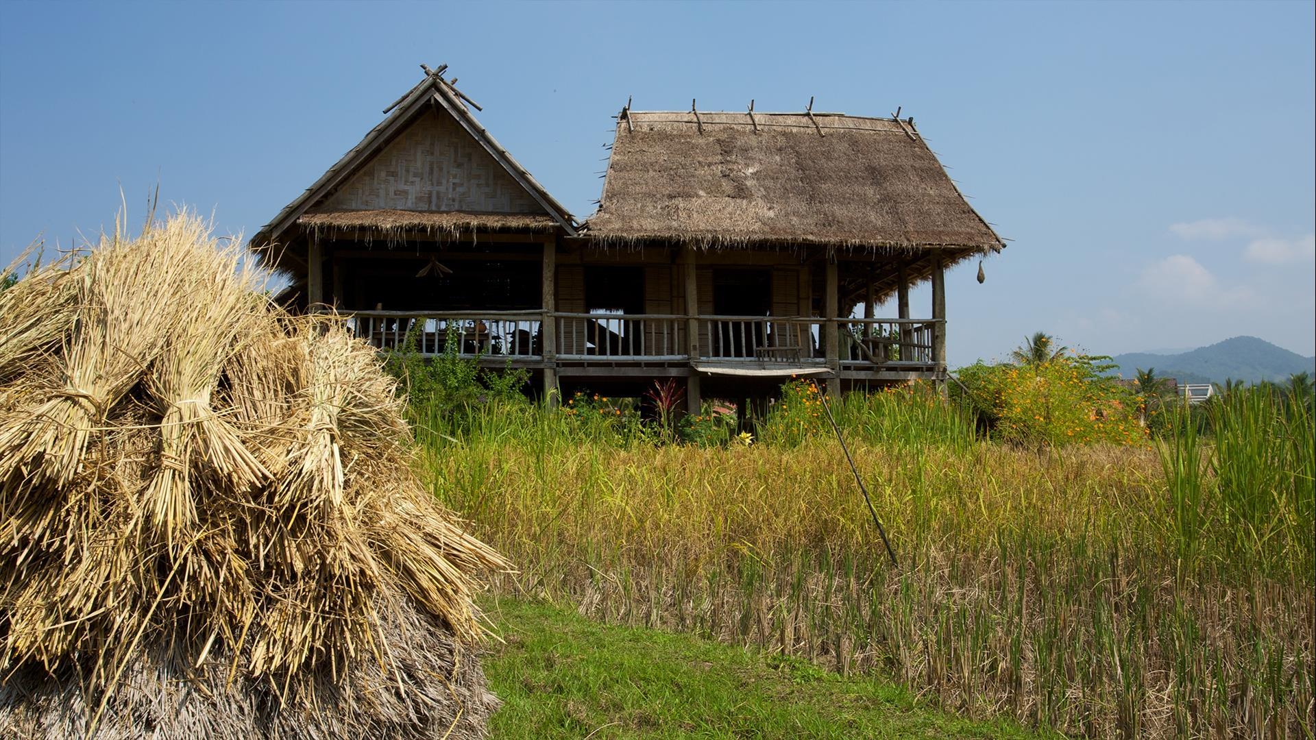 Laos, Luang Prabang: The ‘Rice is Life’ Experience - Half-Day | Hands-On Rice Learning Experience