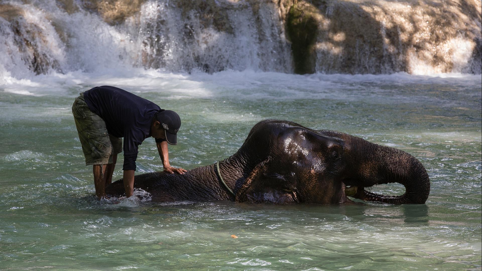 Laos, Luang Prabang : Deluxe Elephant Interaction Experience - 1 Day | Nature and Elephants Laos, Luang Prabang : Deluxe Elephant Interaction Experience - 1 Day | Nature and Elephants