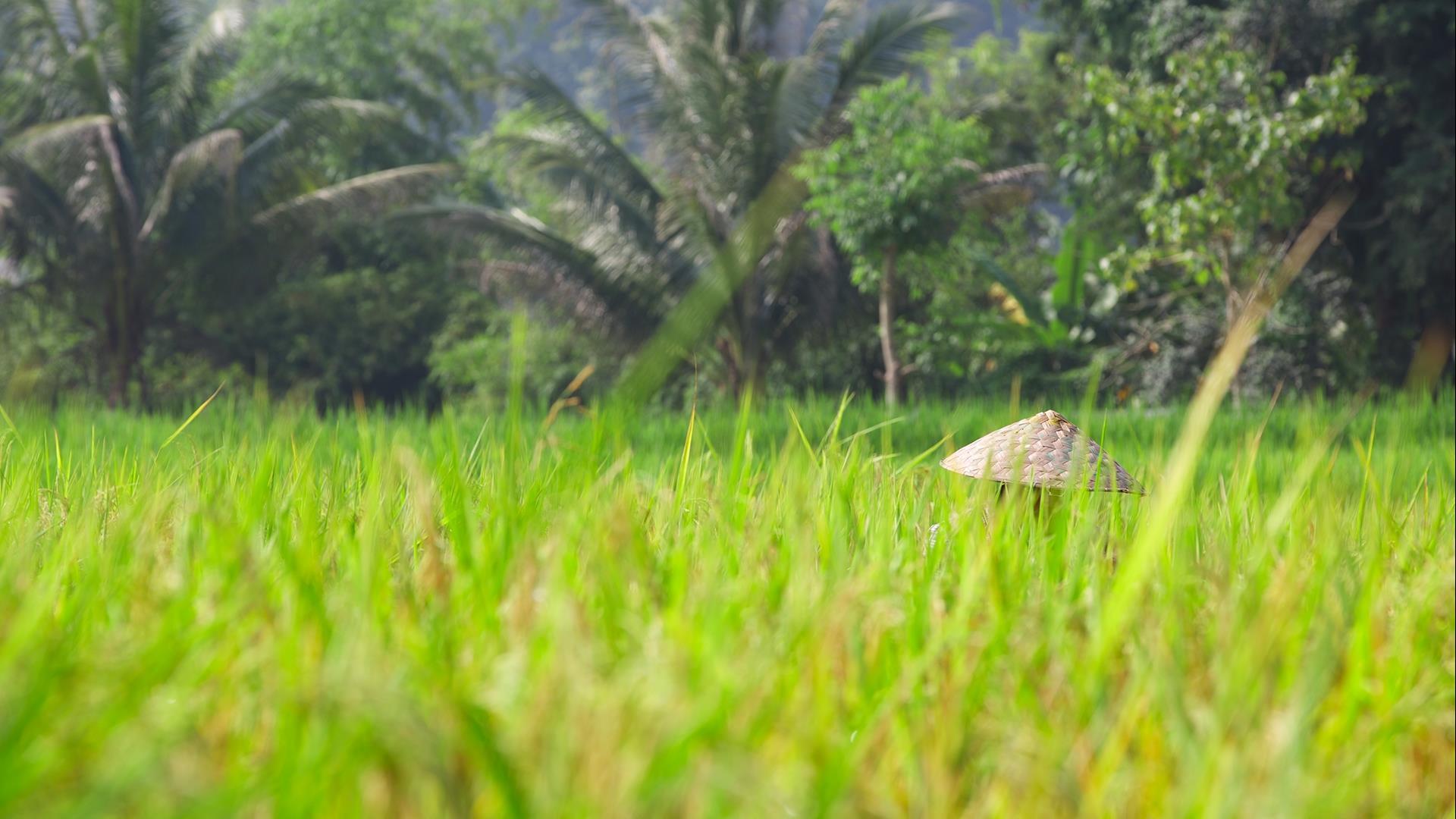 Laos, Nong Khiaw : Nong Khiaw Trekking, Villages, and River Day Trip - 1 Day | Nong Khiaw Trekking Explorer Laos, Nong Khiaw : Nong Khiaw Trekking, Villages, and River Day Trip - 1 Day | Nong Khiaw Trekking Explorer