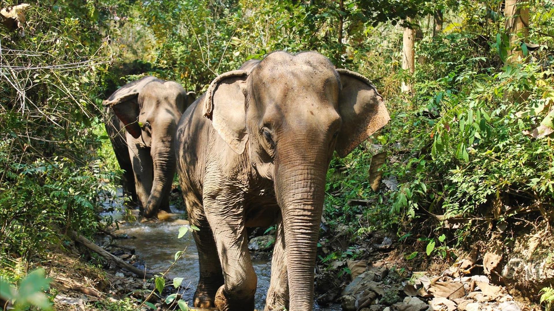 Laos, Luang Prabang: Essential Laos Adventure  - 3 Days | Biking, Mandalao Elephant Experience, Hiking, Kayaking & Hilltribe Homestays