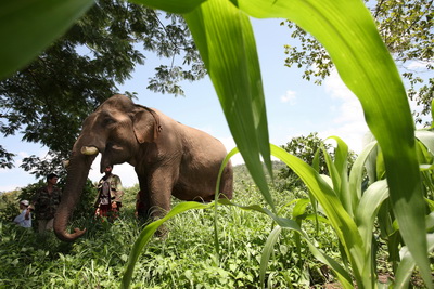 ECC Elephant Conservation Center in Laos 1