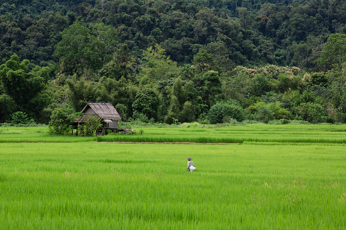 Nong Kiaw - Landscape - Rice Paddies