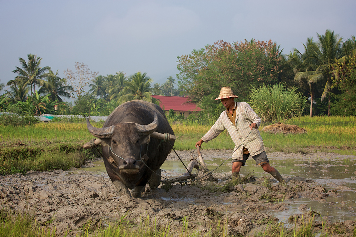 Living Land Farm - Luang Prabang