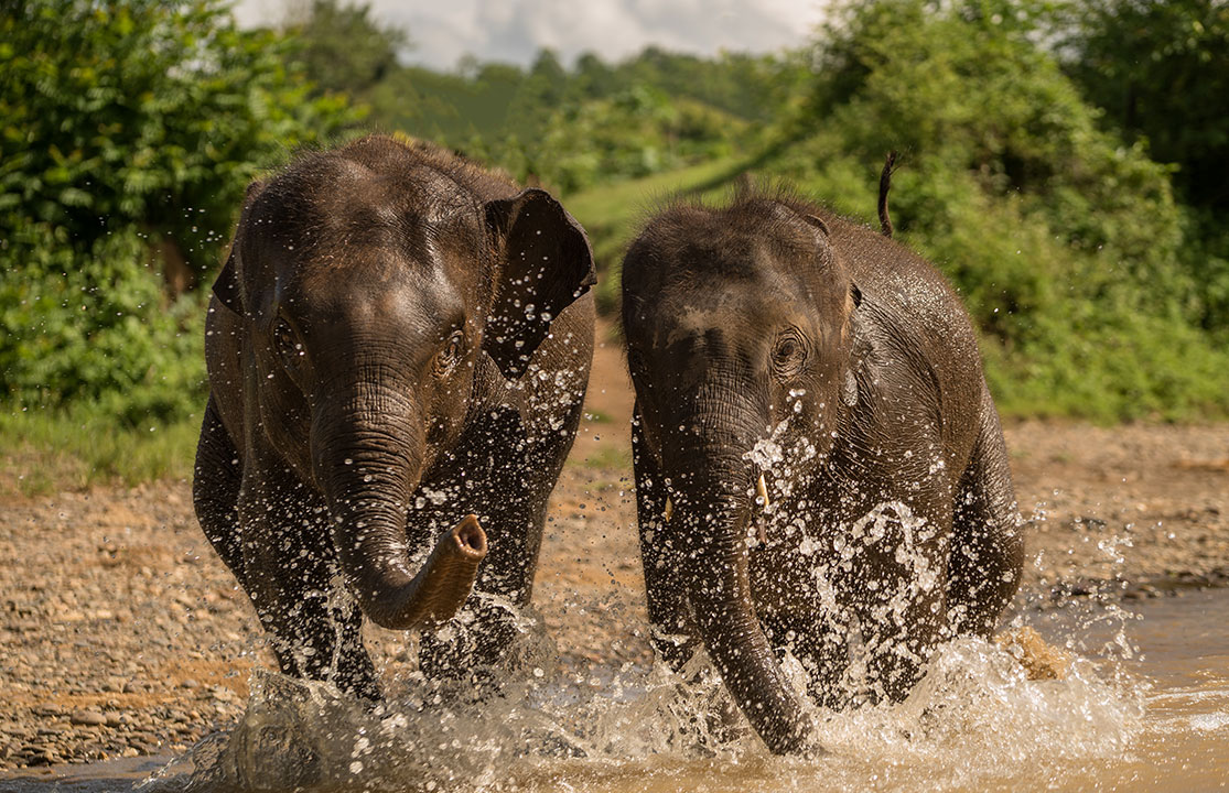 Elephant Laos