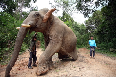 ECC Elephant Conservation Center in Laos 2