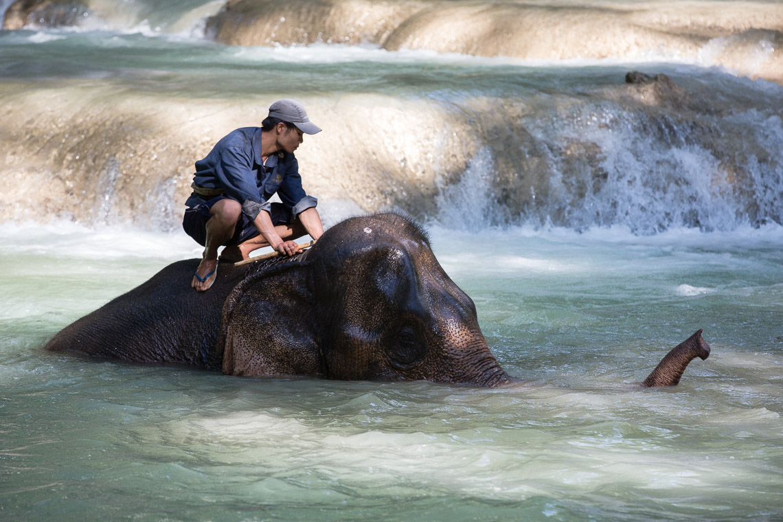 Elephant Mahoud - Tad Sae Waterfall