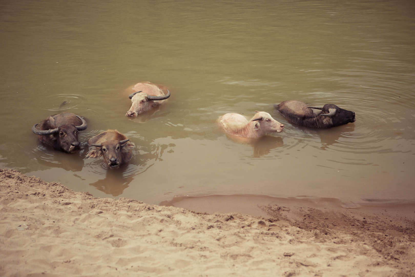 Water buffalo in the river