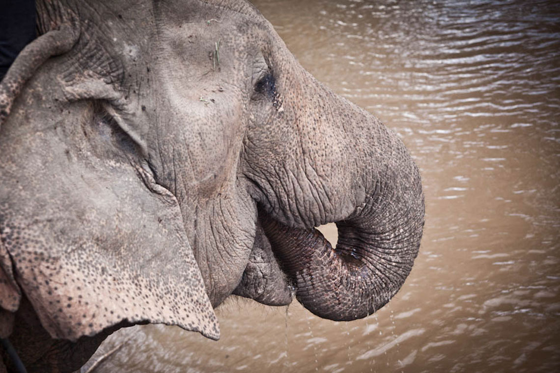 Elephant Experience