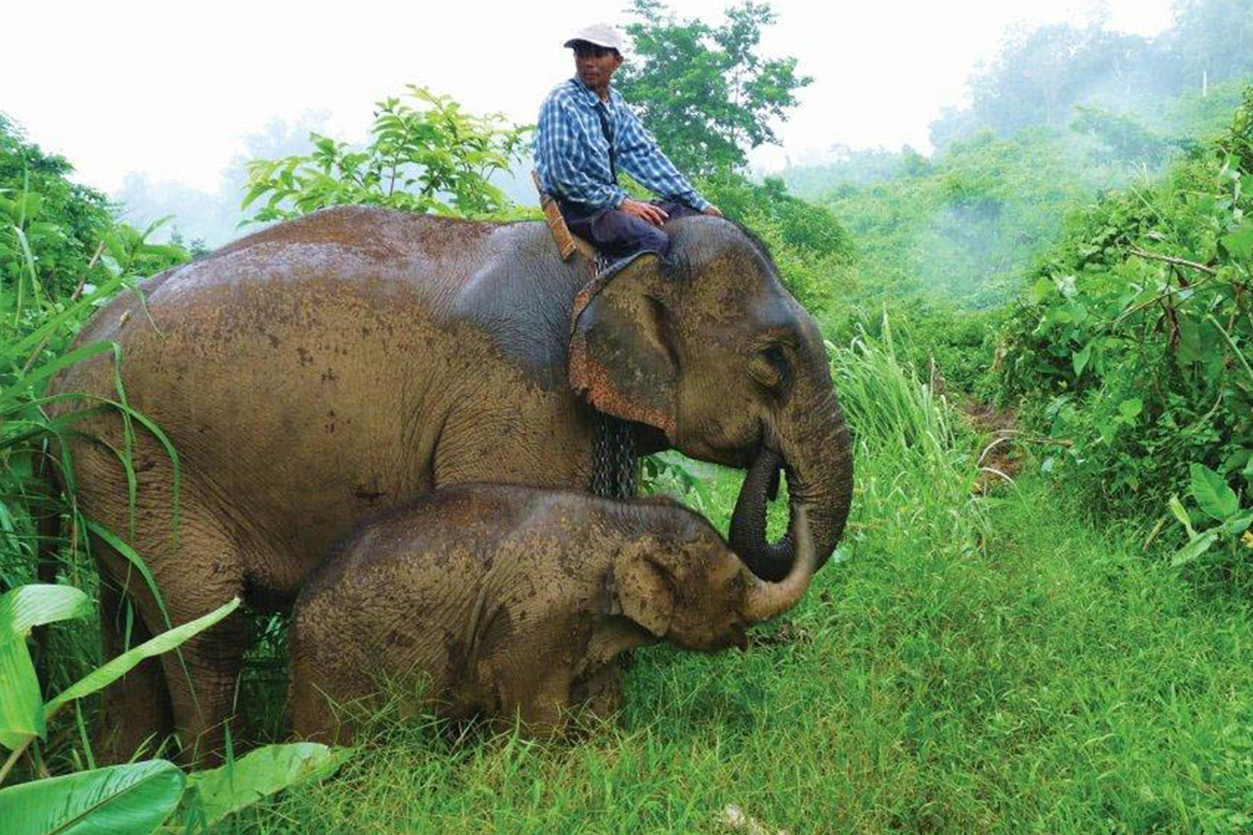 Elephant Village Camp