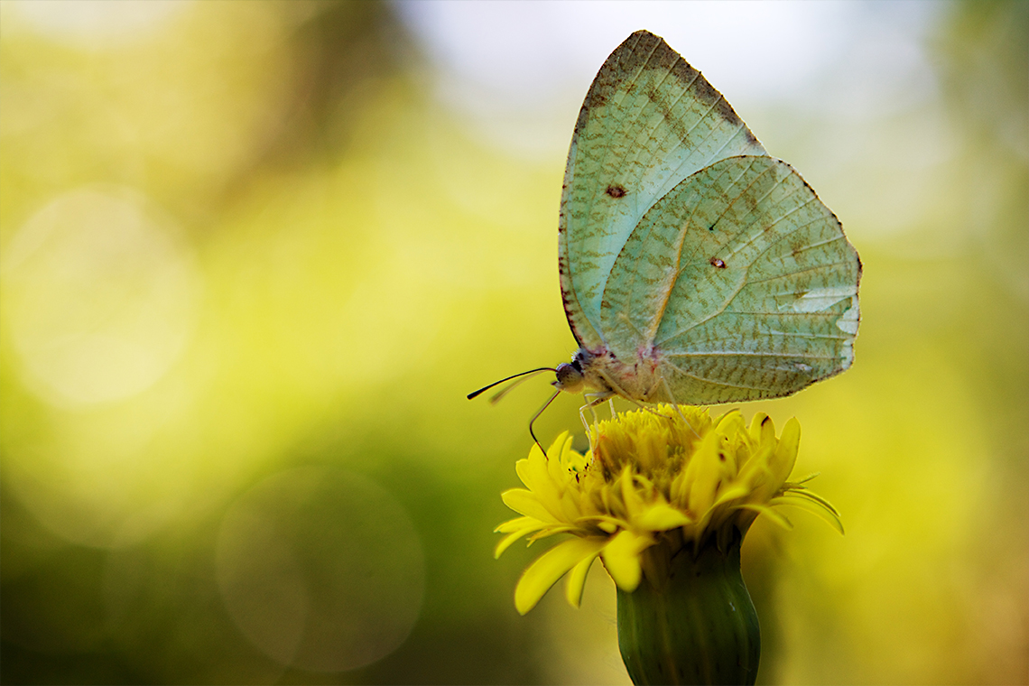 Butterfly Park