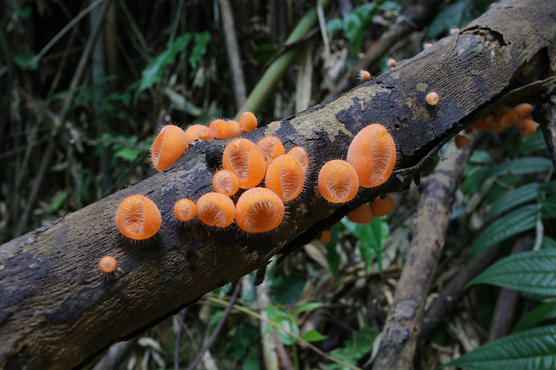 Orange Mushroom or Fungus on a Tree