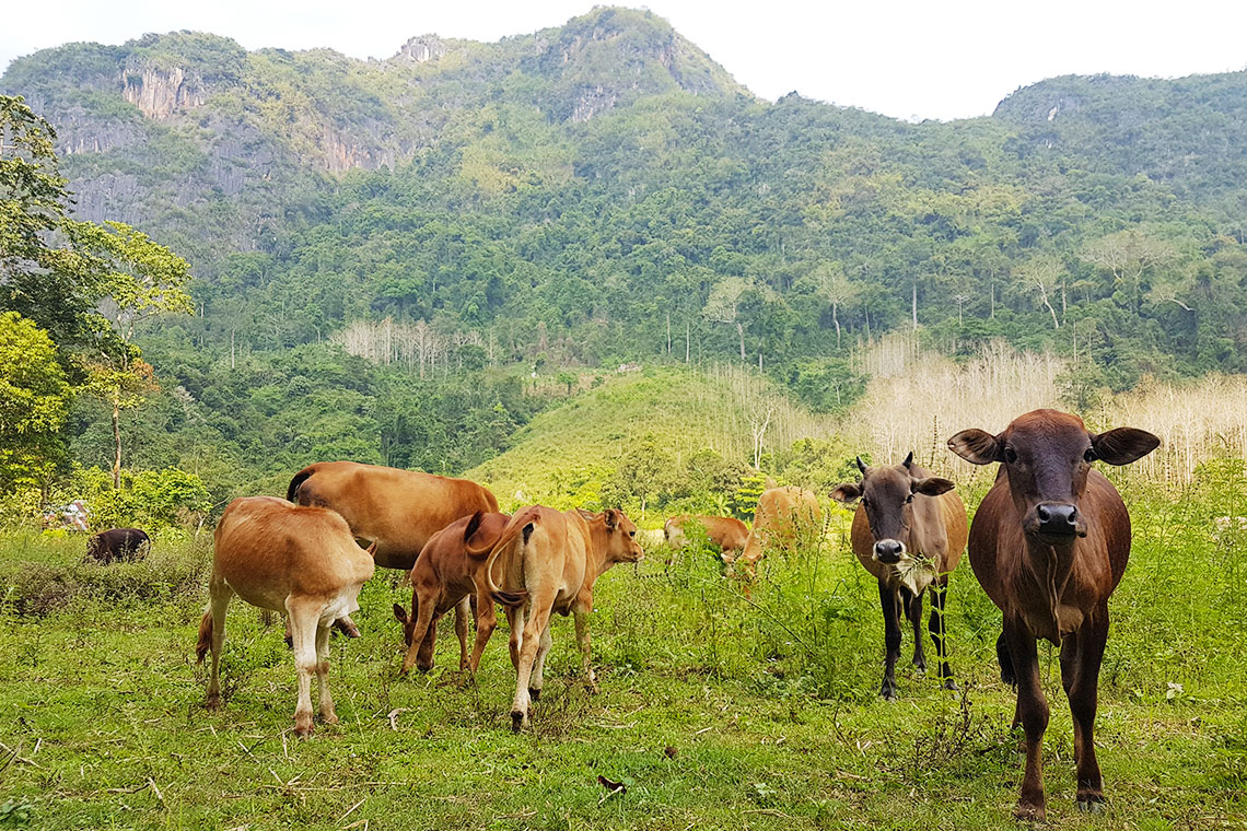 Animals on way to waterfall
