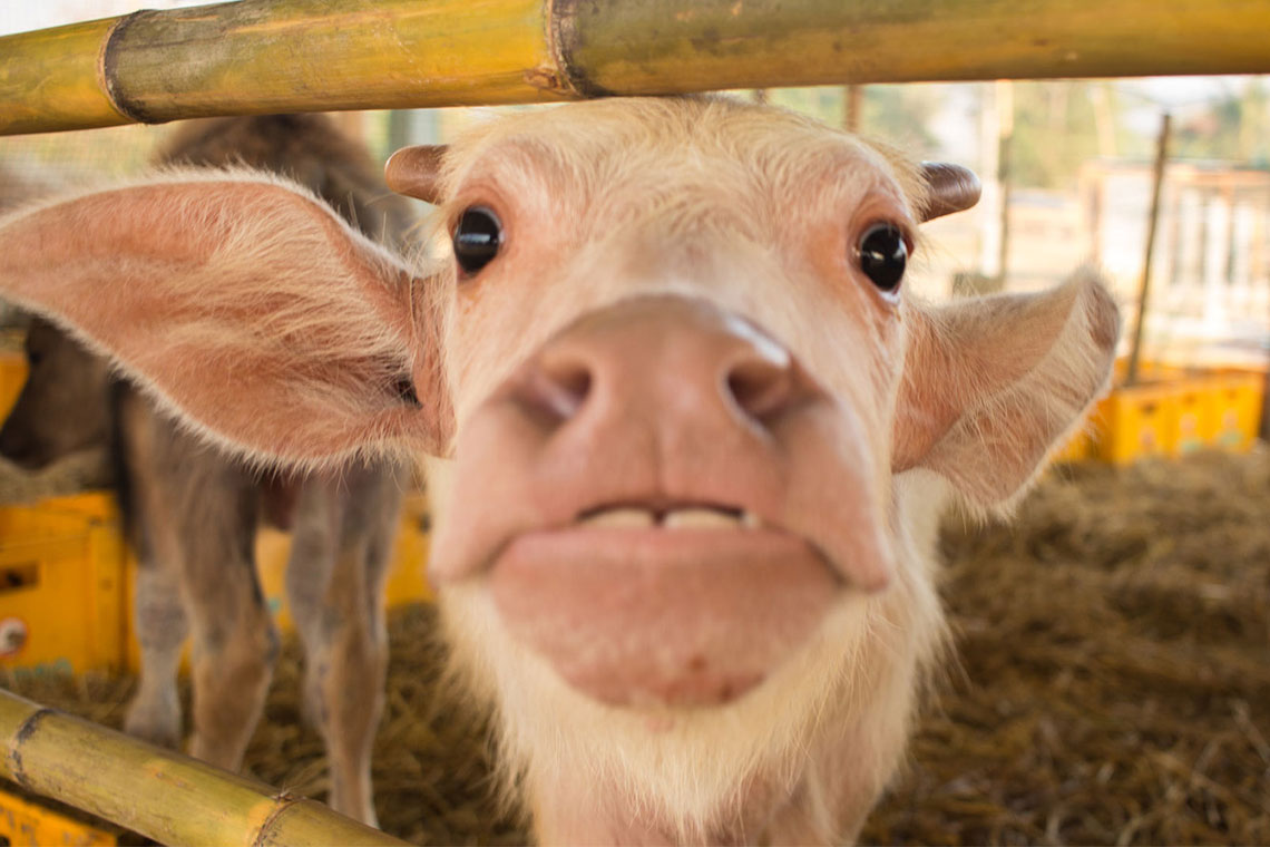 Lao Buffalo Dairy