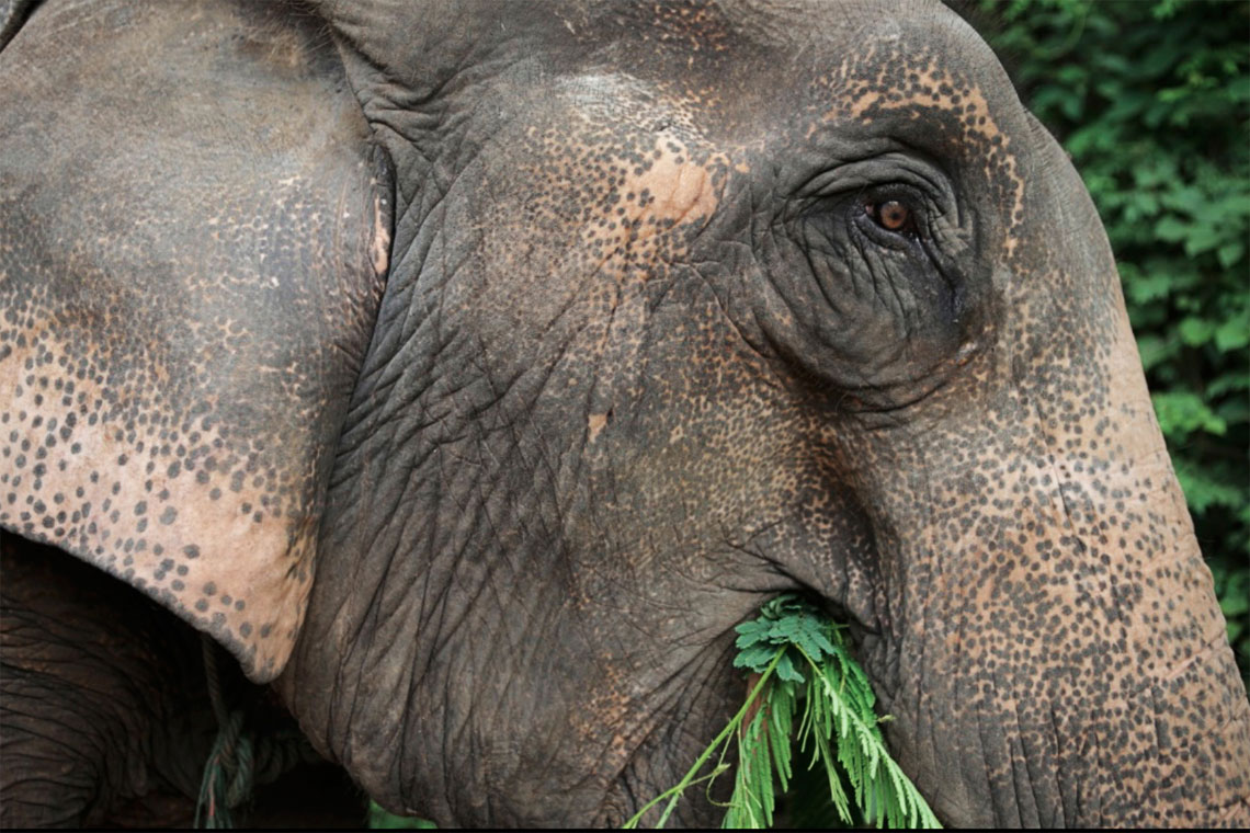 Elephant Feeding