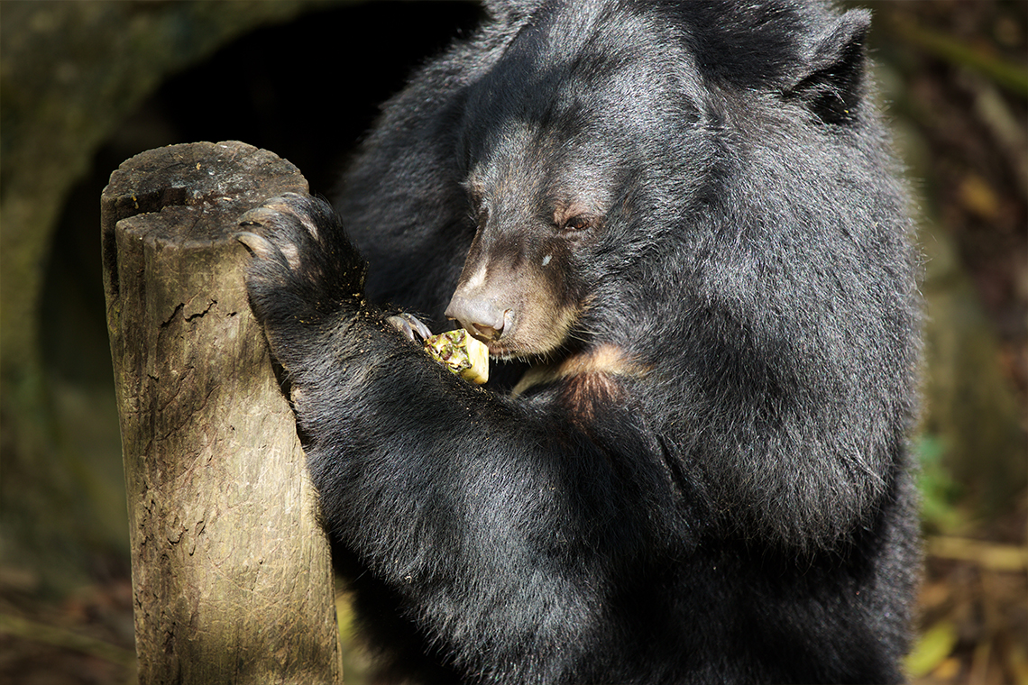 Bears at Kuang Si Waterfalls