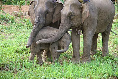 ECC Elephant Conservation Center in Laos 4