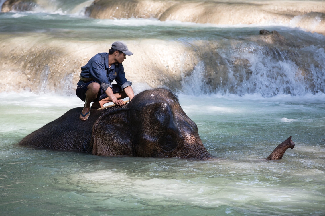 Elephant Mahoud - Tad Sae Waterfall